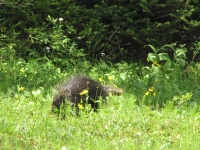 Porcupine